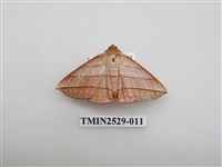 藏品(尺蛾2)的圖片